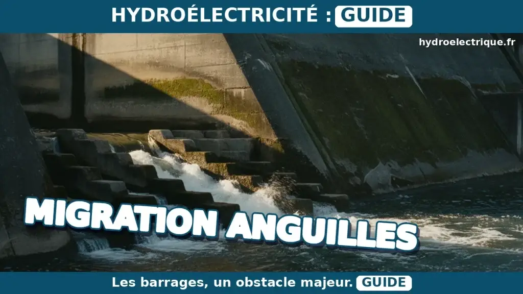 Comment l'hydroélectricité impacte-t-elle la migration des anguilles ?